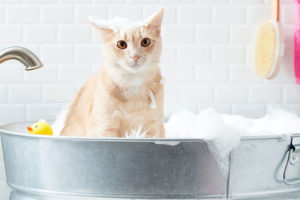 Protect your Cat from Fleas with Shampoo